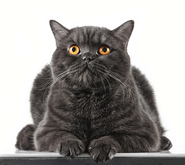 Image showing black short hair cat