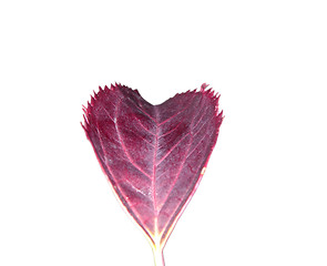 Image showing Red autumn leaf in the foreground of white background