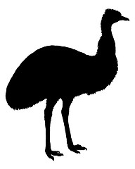 Image showing Black Emu