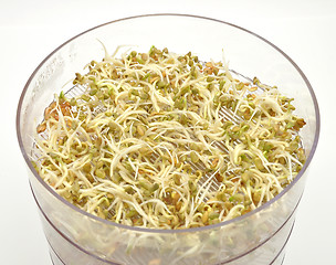 Image showing Jar with sprouting vegetable