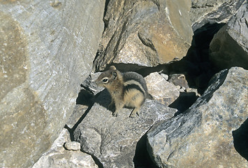 Image showing Canadian chipmunk