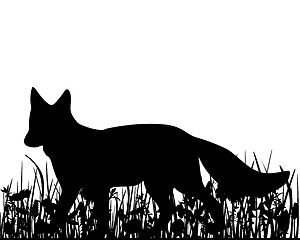 Image showing Fox in the meadow