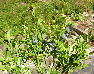 Image showing Bilberry bush with ripe bilberries and bilberries in the background