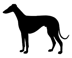 Image showing The black silhouette of a shorthaired Sighthound