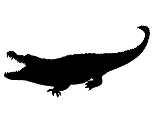 Image showing Black Alligator