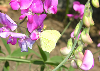 Image showing Brimstone butterfly on the bloom of a pea