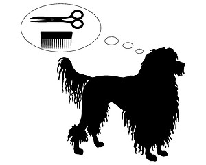 Image showing Portuguese Water Dog dreams of scissors and comb