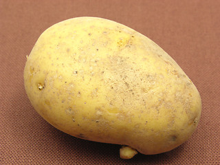Image showing Singel unpeeled potato on a brown background