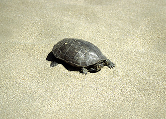 Image showing Turtle at beach