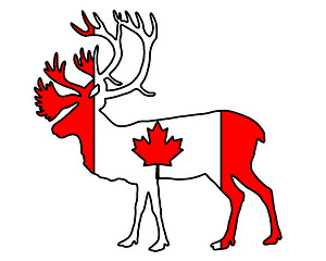 Image showing Canadian Caribou