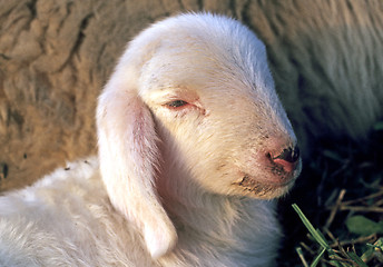 Image showing Domestic lamb