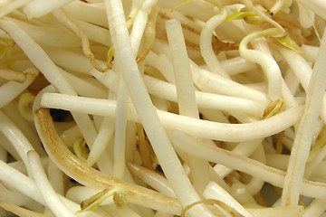 Image showing Sprouts of beans in a close-up view