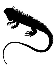 Image showing Iguana silhouette 