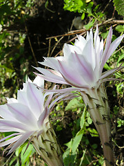 Image showing Two funnel formed cactus blooms in a home garden