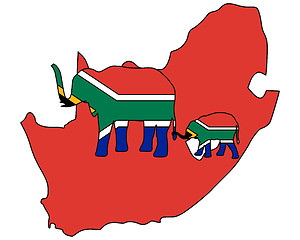 Image showing South African elephants