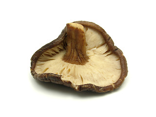 Image showing One shiitake mushroom isolated on white background