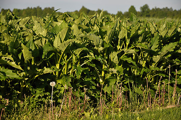 Image showing Cup plant