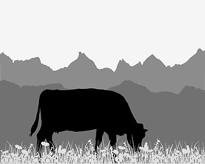 Image showing Cow in the alpine meadow