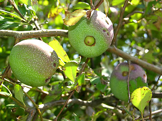 Image showing Exotic fruits on shrub with green leaves