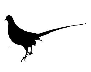 Image showing Pheasant Silhouette