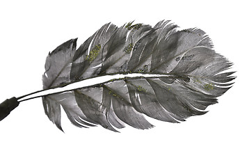 Image showing Single feather