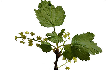 Image showing Red currant blossom