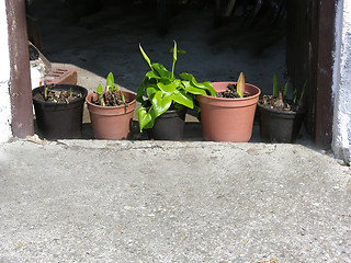 Image showing New growing of plants in the early spring time