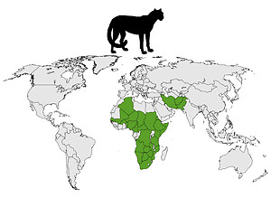 Image showing Cheetah distribution