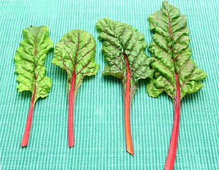 Image showing Four red stemmed chard on green background