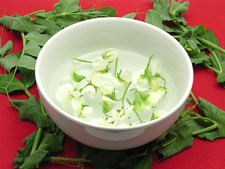 Image showing White blooms of a snow pea in a bowl of chinaware surrounded with petals 