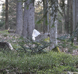 Image showing Forestal damage protection