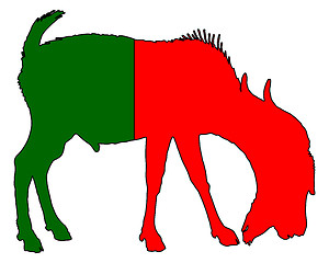 Image showing Portuguese he-goat