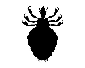 Image showing The black silhouette of a human louse