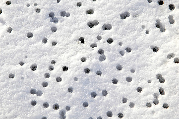 Image showing Rain drops on the snow