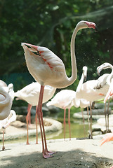 Image showing White flamingo standing