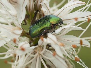 Image showing Green bug and lilly flower