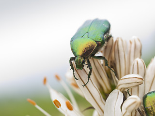 Image showing Green bugs and lilly