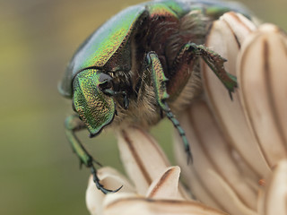 Image showing Green bug and lilly flower