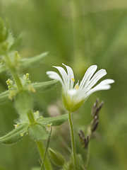 Image showing Withe chickweed flower 