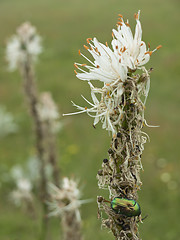 Image showing Green bug and lilly flower