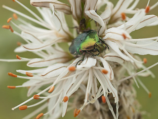 Image showing Green bug and lilly flower