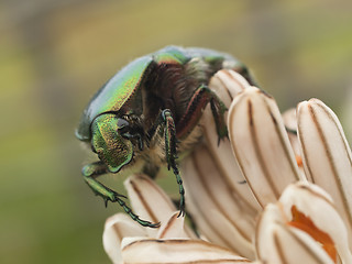 Image showing Green bug and lilly flower