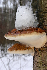 Image showing mushroom