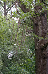 Image showing tree in forest