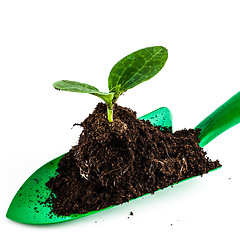 Image showing Young plant on gardening tool