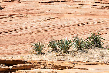 Image showing Zion National Park