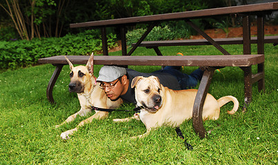 Image showing Man with two dog's.