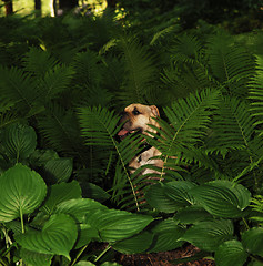 Image showing Sharpei dog in plants.
