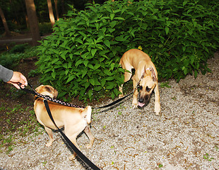 Image showing Two dog's playing.