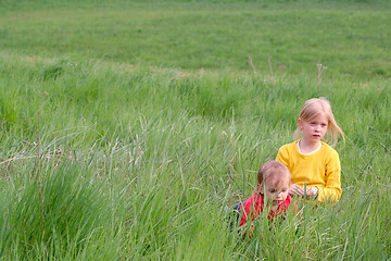 Image showing In the grass